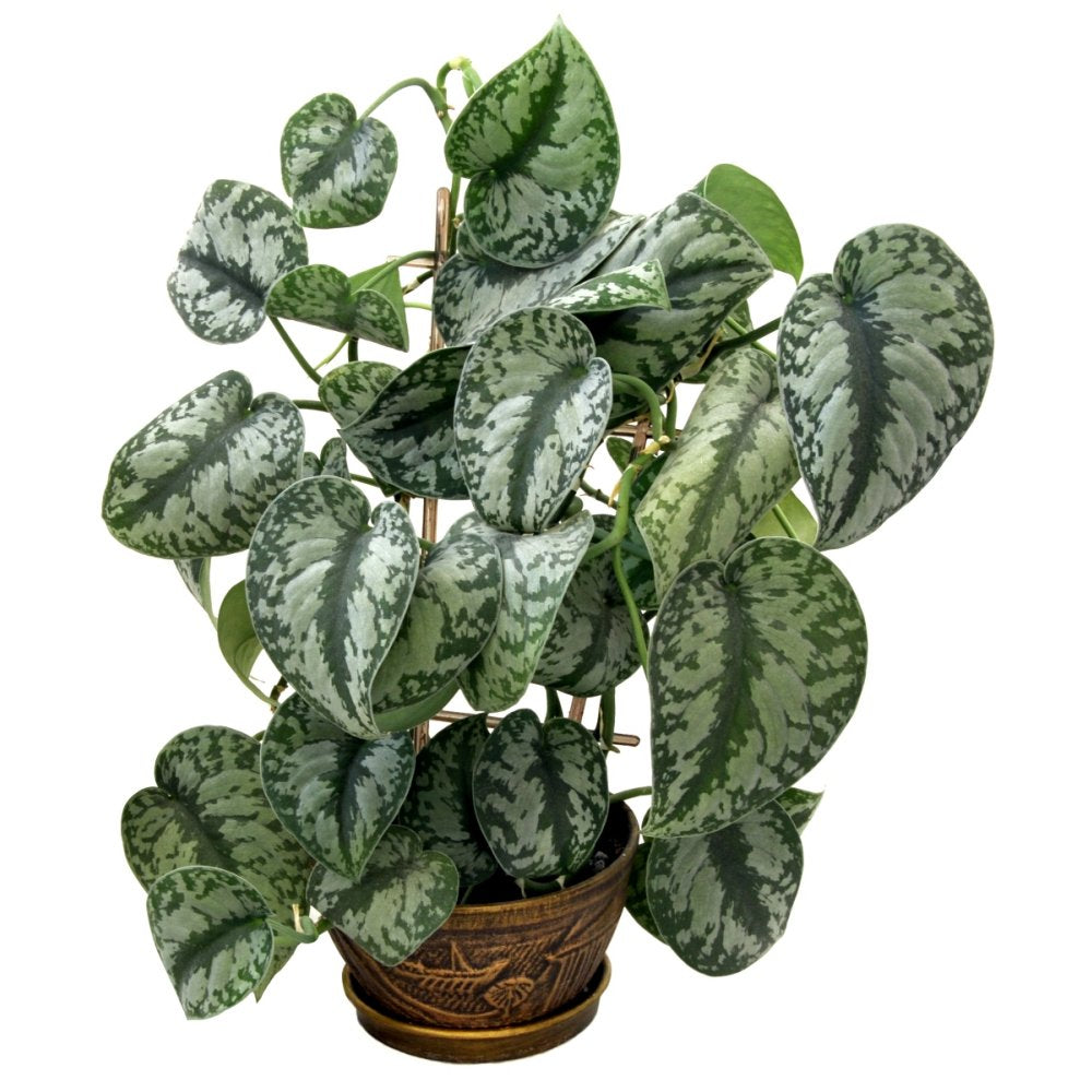 Collections Cottage Farms Direct